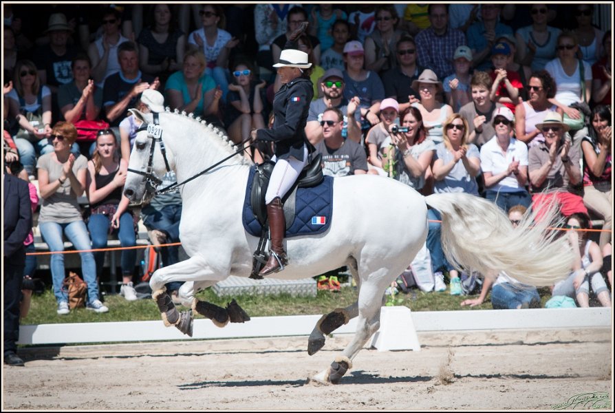 Pferd International 179